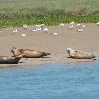 Great Seals Glynn