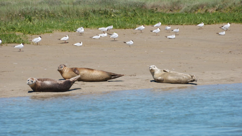 Great Seals Glynn