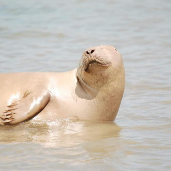 Seal Claws