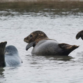 Seals In Water